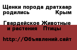 Щенки порода дратхаар родились 02.11.18  - Крым, Гвардейское Животные и растения » Птицы   